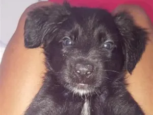 Cachorro raça SRD-ViraLata idade 2 a 6 meses nome nala