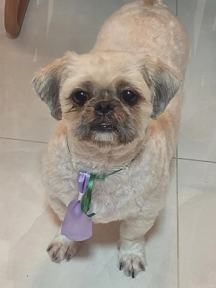 Cachorro raça Shitzu idade 3 anos nome zeca
