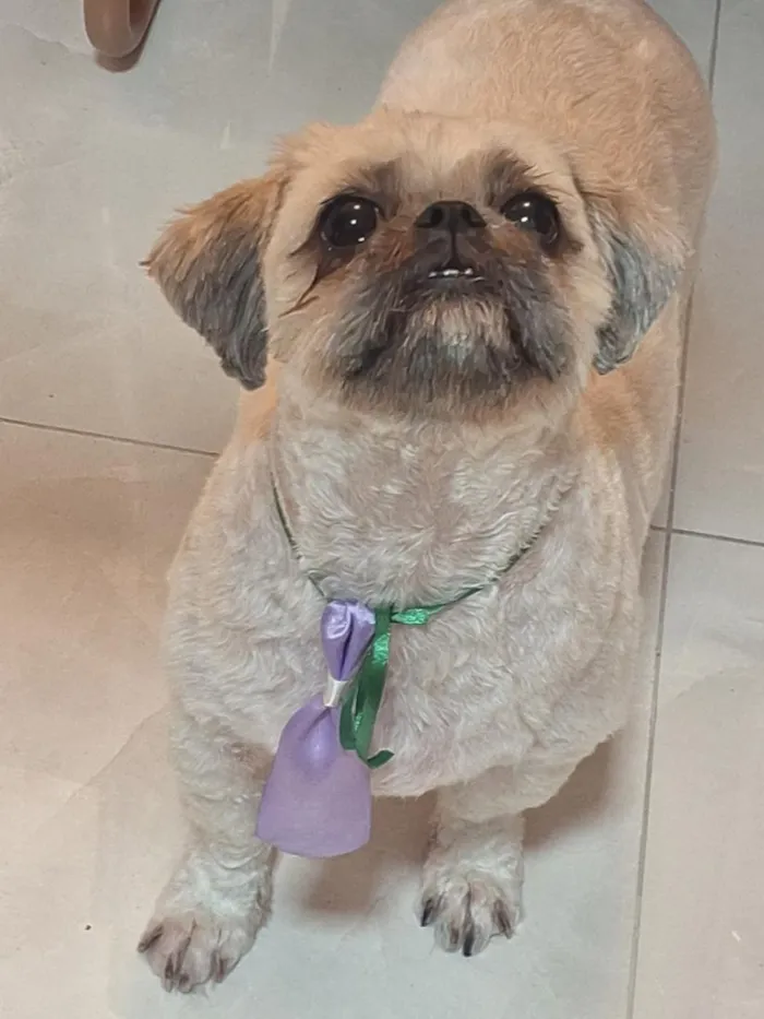 Cachorro raça Shitzu idade 3 anos nome zeca