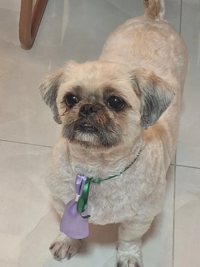 Cachorro raça Shitzu idade 3 anos nome zeca