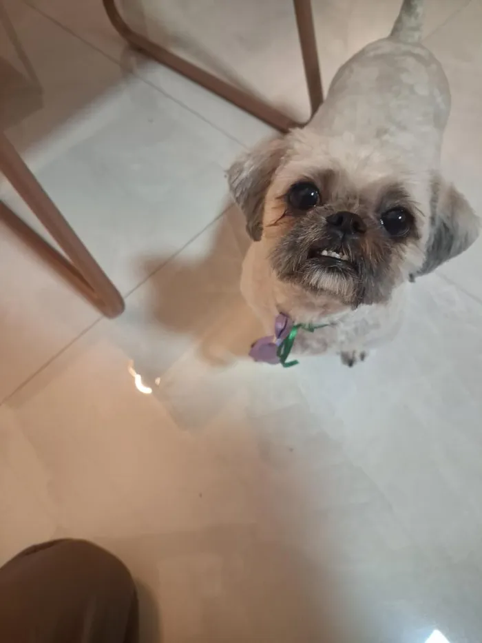 Cachorro raça Shitzu idade 3 anos nome zeca