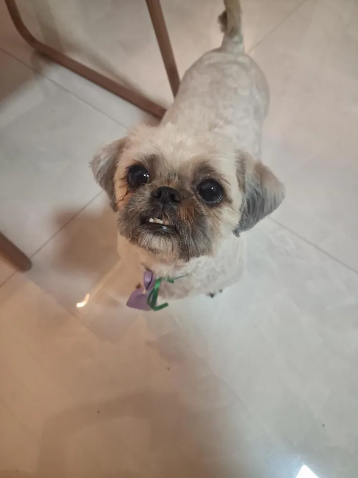 Cachorro raça Shitzu idade 3 anos nome zeca