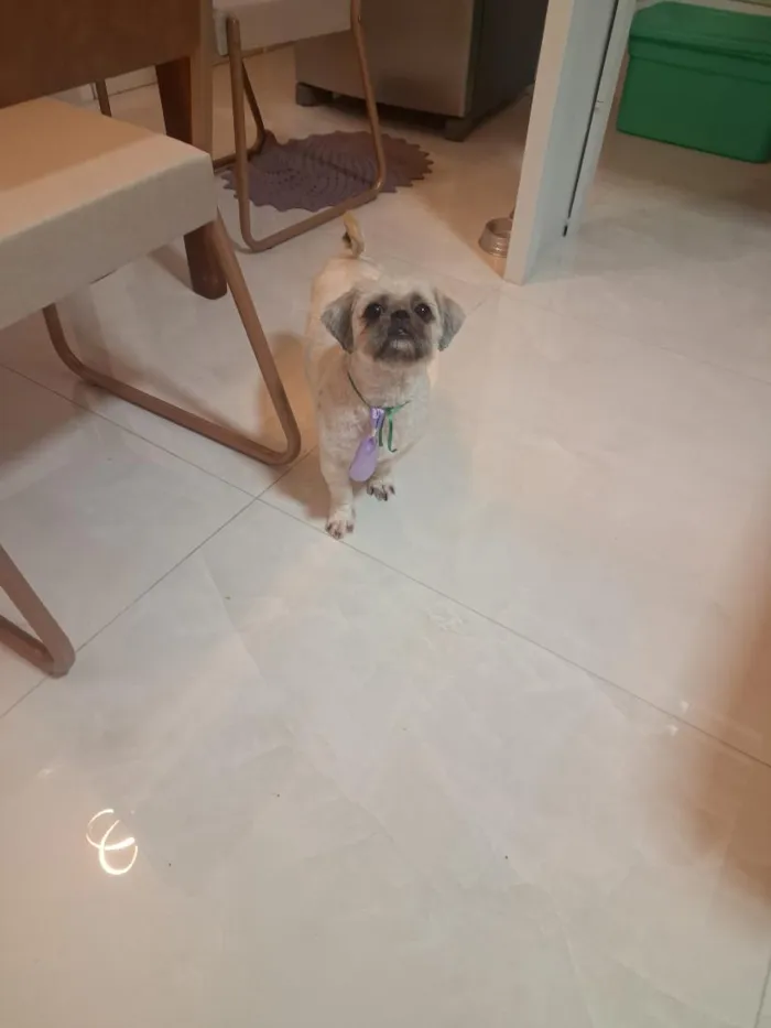Cachorro raça Shitzu idade 3 anos nome zeca