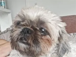 Cachorro raça Shitzu idade 3 anos nome zeca
