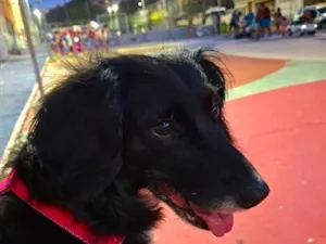 Cachorro raça LeBron-ViraLata idade 2 anos nome Cacau