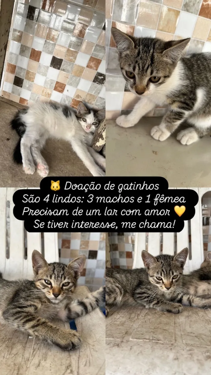 Gato raça SRD-ViraLata idade 2 a 6 meses nome Ana Luiza 