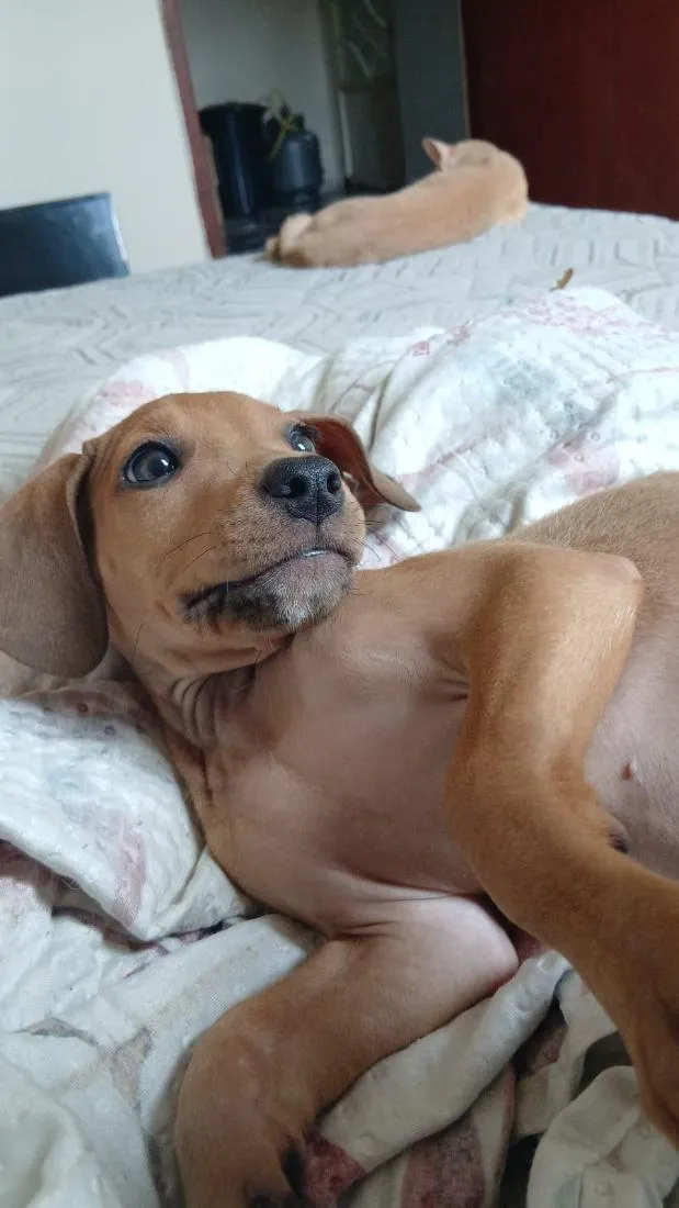 Cachorro raça SRD-ViraLata idade 7 a 11 meses nome Pururuca