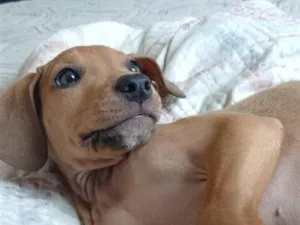 Cachorro raça SRD-ViraLata idade 7 a 11 meses nome Pururuca