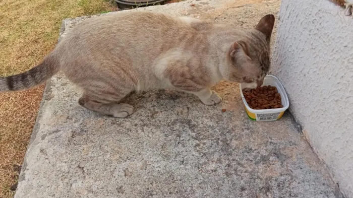 Gato raça SRD-ViraLata idade 2 anos nome de rua não sei