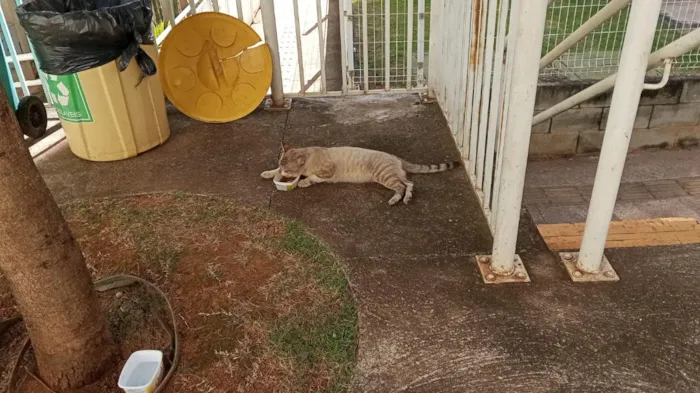 Gato raça SRD-ViraLata idade 2 anos nome de rua não sei