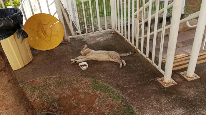Gato raça SRD-ViraLata idade 2 anos nome de rua não sei