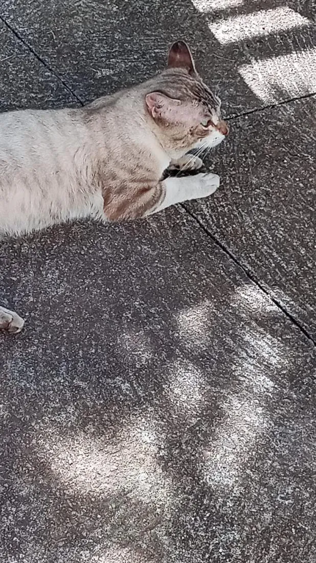 Gato raça SRD-ViraLata idade 2 anos nome de rua não sei