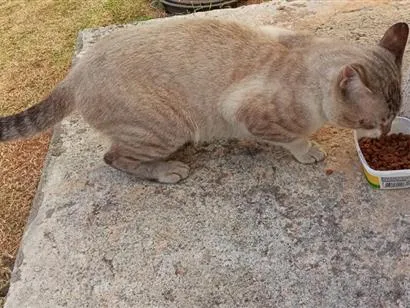 Gato raça SRD-ViraLata idade 2 anos nome de rua não sei