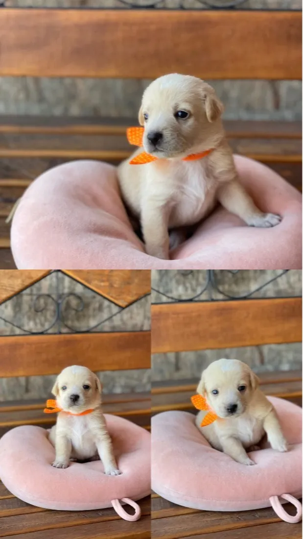 Cachorro raça SRD-ViraLata idade Abaixo de 2 meses nome Sem nome