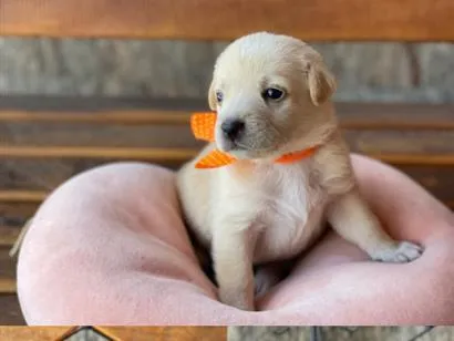 Cachorro raça SRD-ViraLata idade Abaixo de 2 meses nome Sem nome
