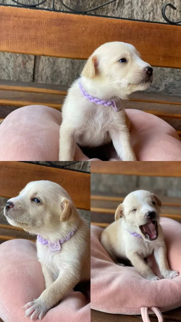 Cachorro raça SRD-ViraLata idade Abaixo de 2 meses nome Sem nome