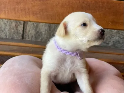 Cachorro raça SRD-ViraLata idade Abaixo de 2 meses nome Sem nome