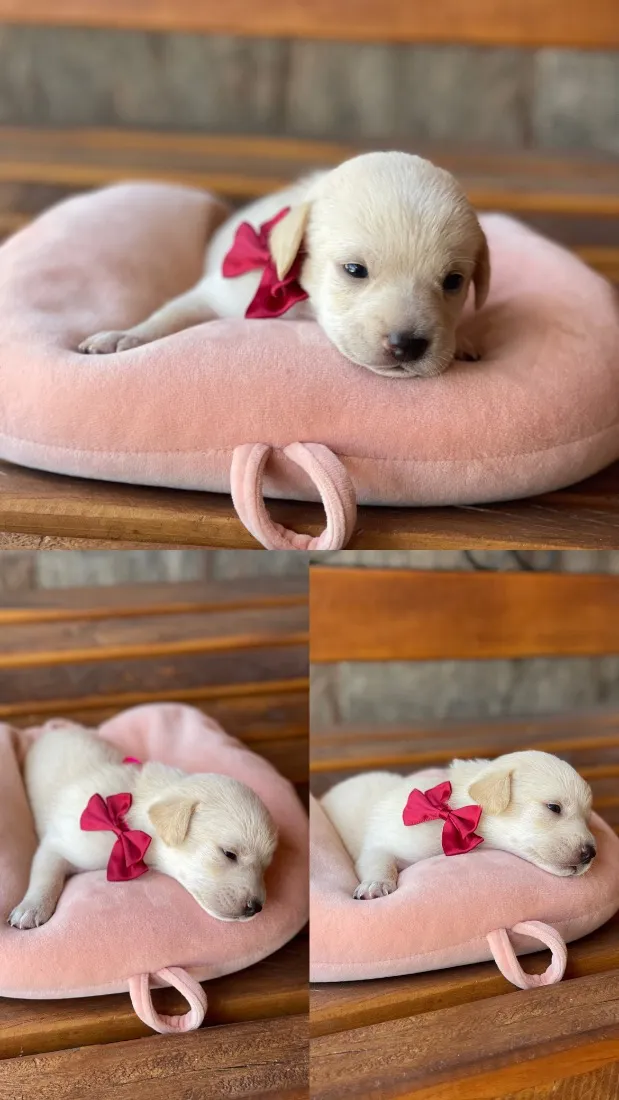 Cachorro raça SRD-ViraLata idade Abaixo de 2 meses nome Sem nome 