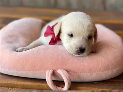 Cachorro raça SRD-ViraLata idade Abaixo de 2 meses nome Sem nome 