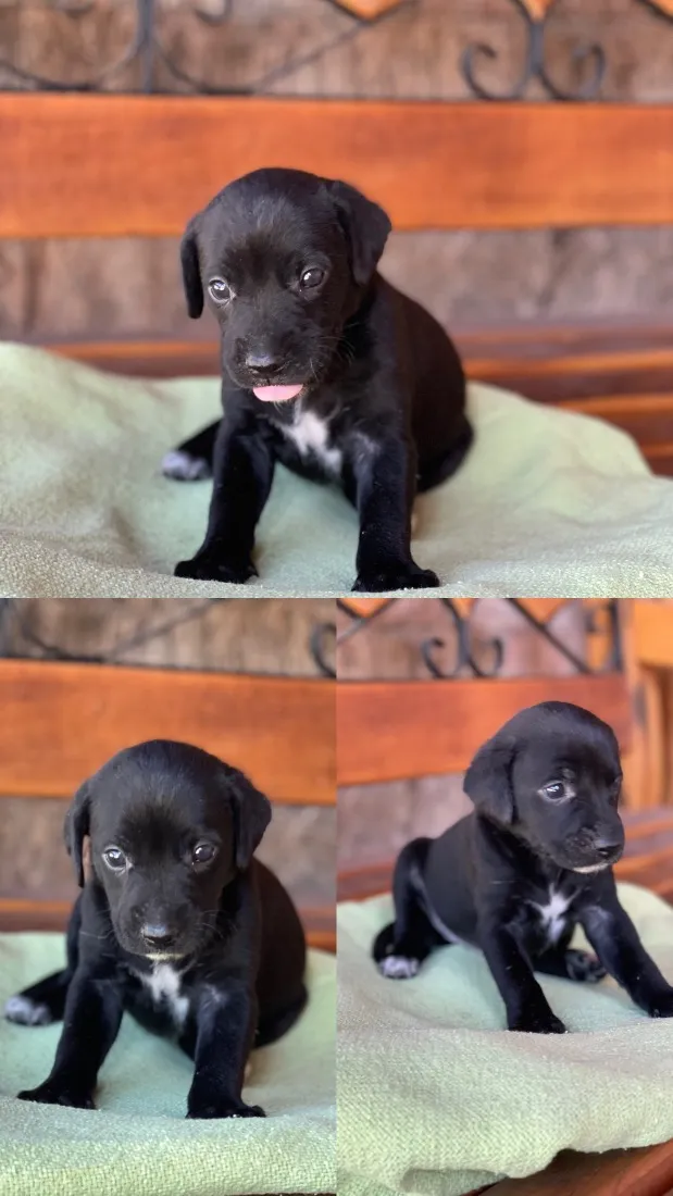 Cachorro raça SRD-ViraLata idade Abaixo de 2 meses nome Sem nome 