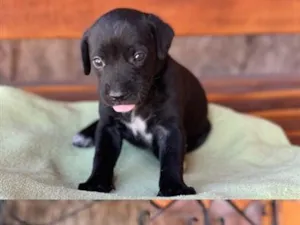 Cachorro raça SRD-ViraLata idade Abaixo de 2 meses nome Sem nome 