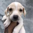 pimpolho 