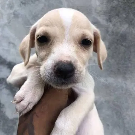 Cachorro raça SRD-ViraLata idade 2 a 6 meses nome pimpolho 