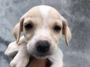Cachorro raça SRD-ViraLata idade 2 a 6 meses nome pimpolho 