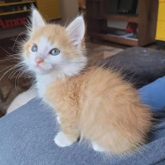 Gato raça SRD-ViraLata idade Abaixo de 2 meses nome paçoca 