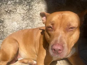Cachorro raça Pit-Bull idade 2 anos nome Horus