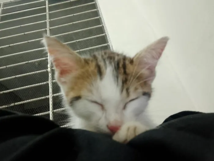 Gato raça SRD-ViraLata idade 2 a 6 meses nome Clarinha 