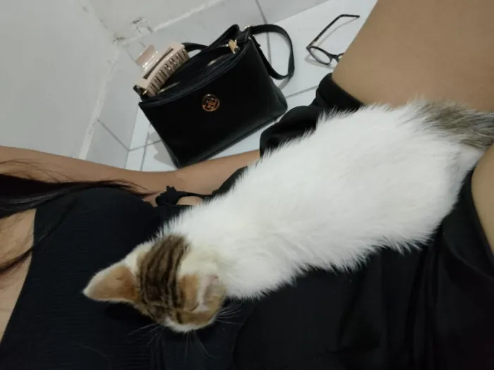 Gato raça SRD-ViraLata idade 2 a 6 meses nome Clarinha 