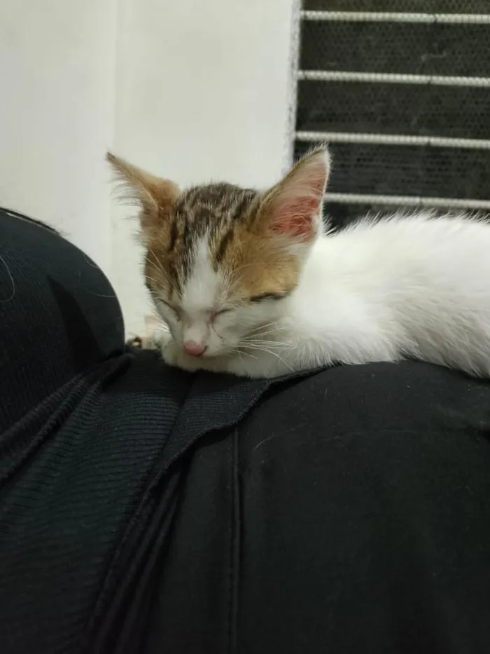 Gato raça SRD-ViraLata idade 2 a 6 meses nome Clarinha 