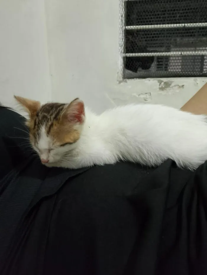 Gato raça SRD-ViraLata idade 2 a 6 meses nome Clarinha 