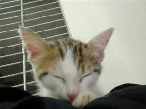 Gato raça SRD-ViraLata idade 2 a 6 meses nome Clarinha 