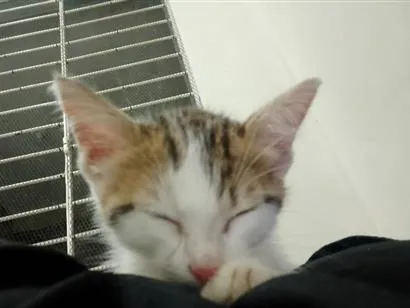 Gato raça SRD-ViraLata idade 2 a 6 meses nome Clarinha 
