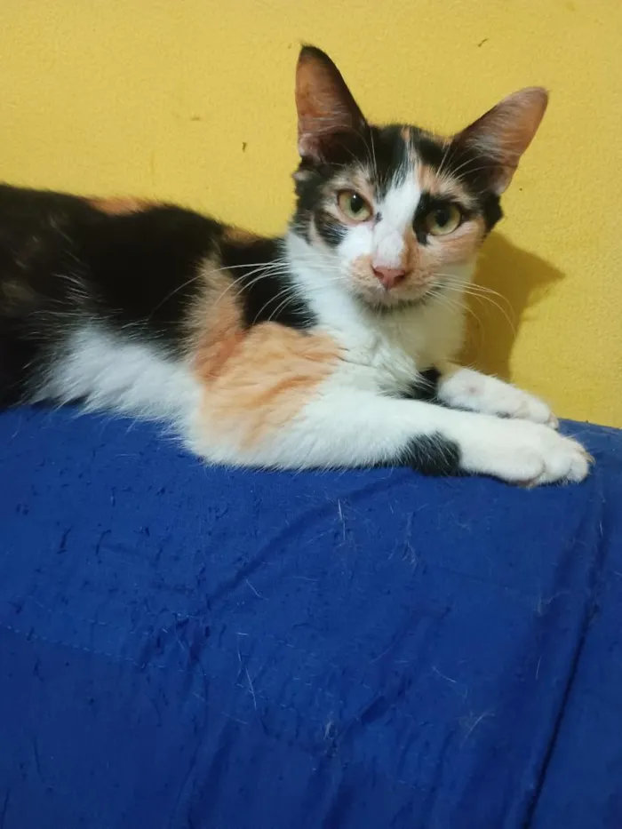 Gato raça SRD-ViraLata idade 2 a 6 meses nome fox