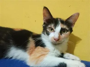 Gato raça SRD-ViraLata idade 2 a 6 meses nome fox