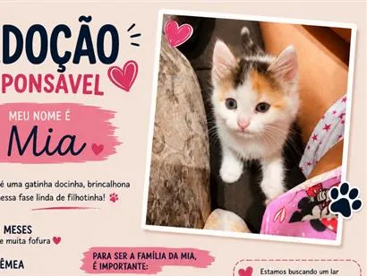 Gato raça SRD-ViraLata idade 2 a 6 meses nome Mia