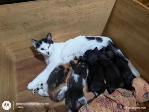 Gato raça SRD-ViraLata idade 2 a 6 meses nome Fihotes