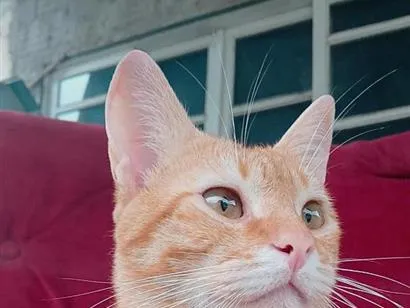 Gato raça SRD-ViraLata idade 2 anos nome Ray