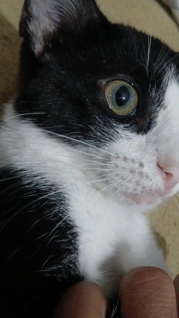 Gato raça SRD-ViraLata idade 7 a 11 meses nome Meo