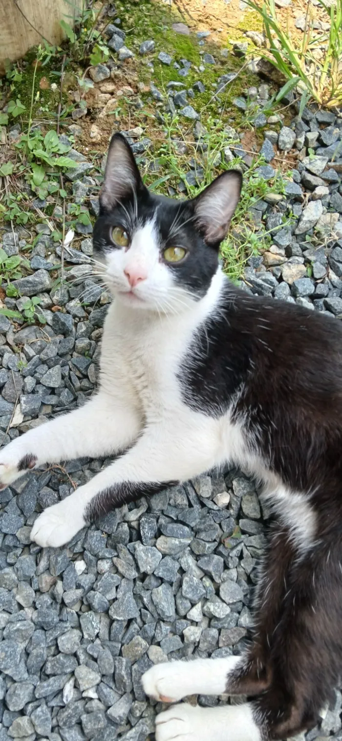 Gato raça SRD-ViraLata idade 2 anos nome Net