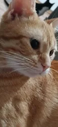 Ray