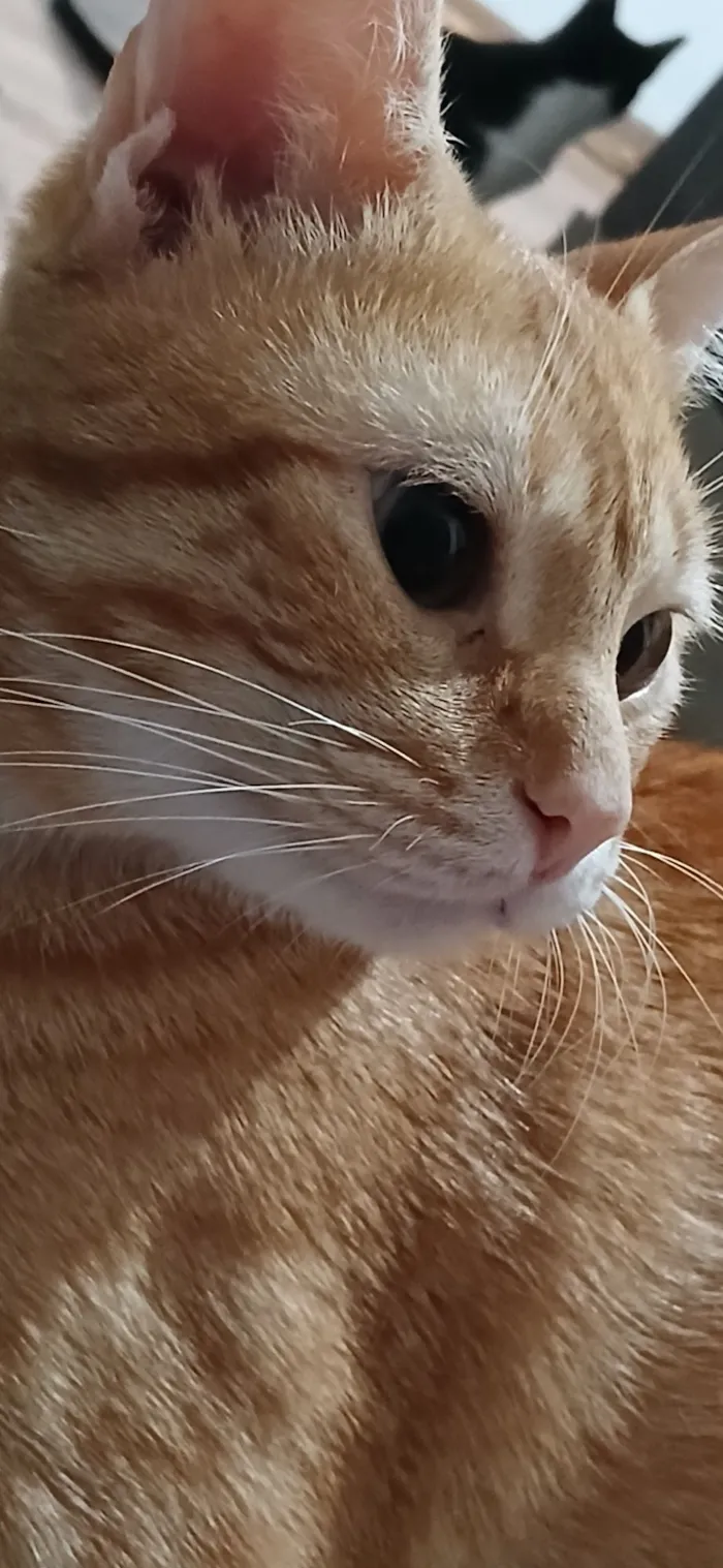 Gato raça SRD-ViraLata idade 2 anos nome Ray