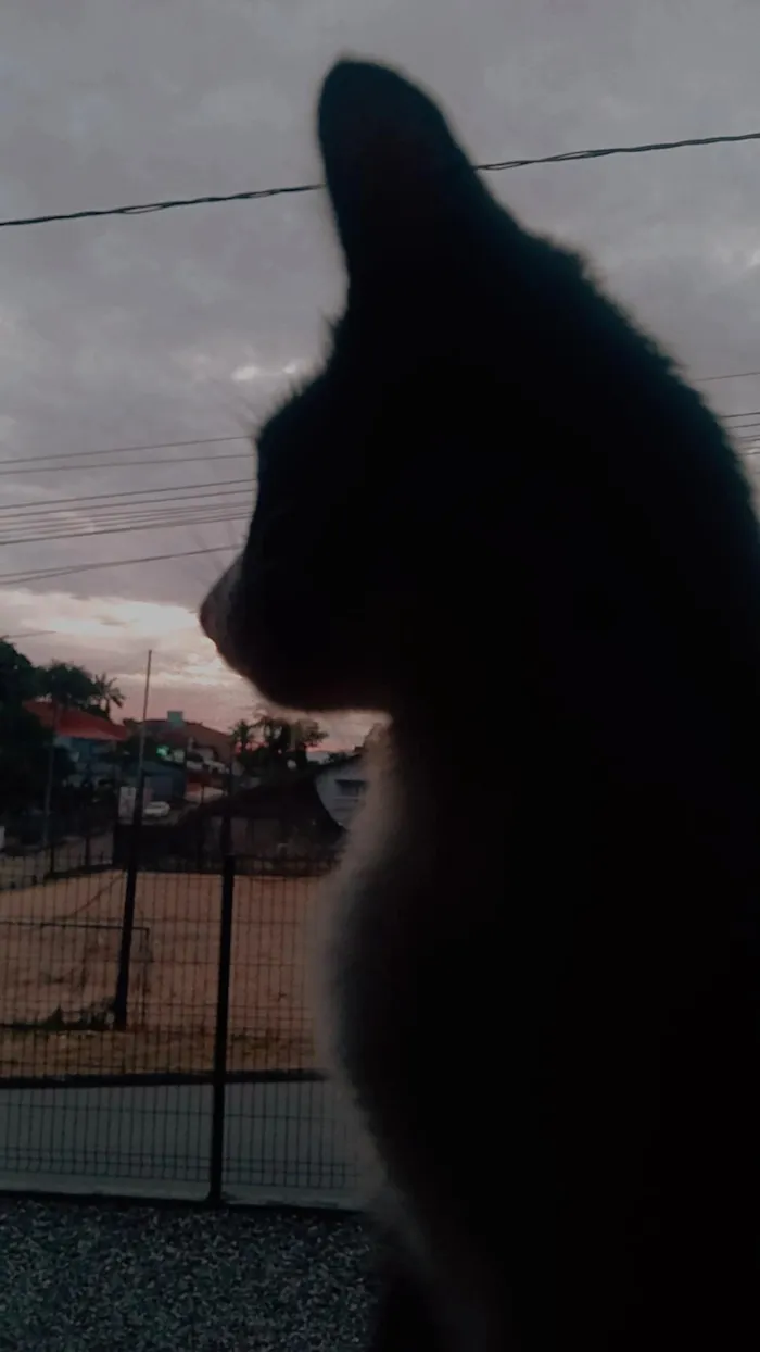 Gato raça SRD-ViraLata idade 7 a 11 meses nome Meo