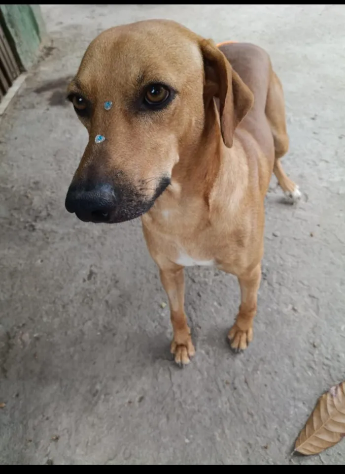 Cachorro raça SRD-ViraLata idade 2 anos nome Dourado