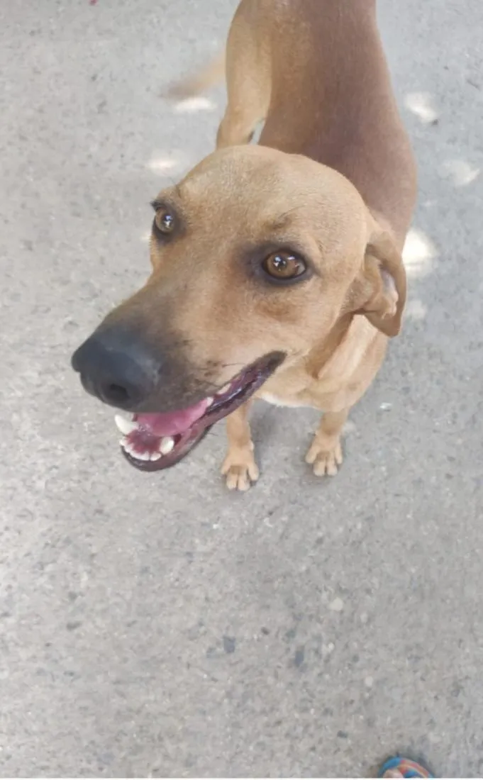 Cachorro raça SRD-ViraLata idade 2 anos nome Dourado