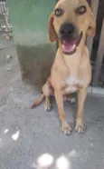 Dourado