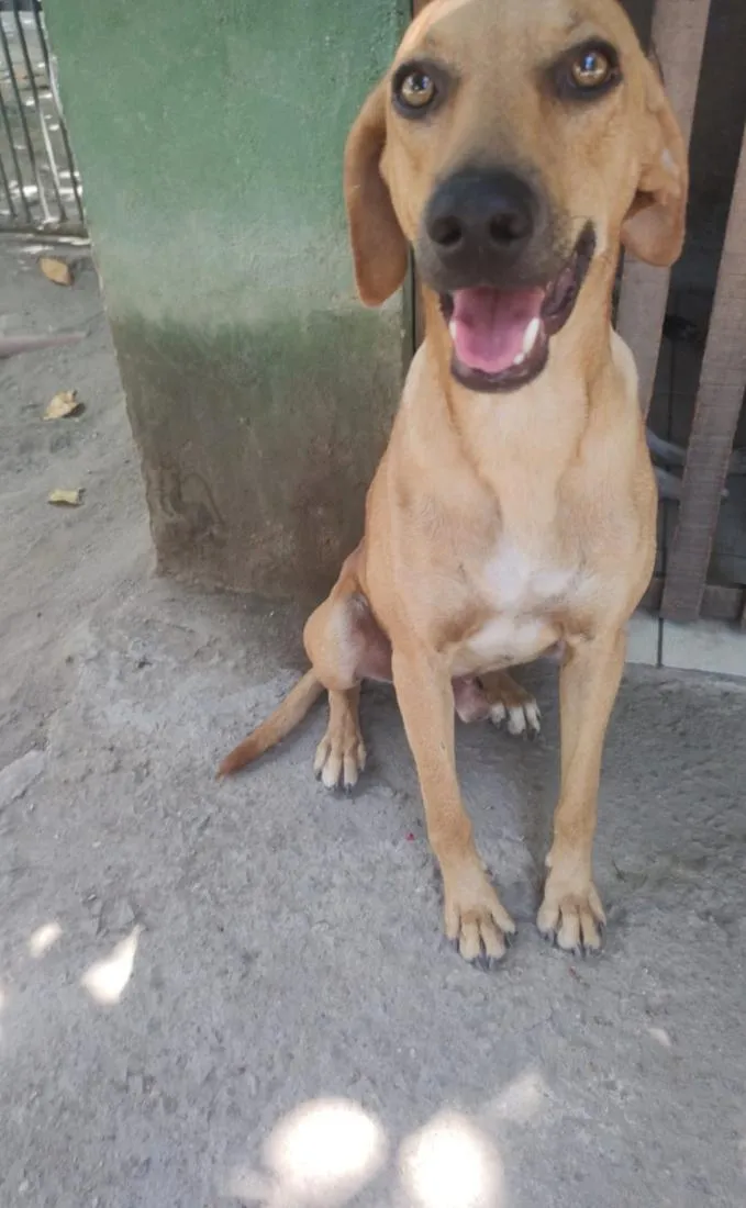 Cachorro raça SRD-ViraLata idade 2 anos nome Dourado
